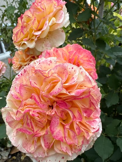 A close-up photograph showcases several fully bloomed roses with ruffled petals. The roses exhibit a gradient of colors, transitioning from a creamy white at the edges to warm peach and vibrant pink hues towards the center. Small, irregular pink spots are scattered across the white and peach portions of the petals. In the background, dark green leaves and foliage provide a natural setting, suggesting an outdoor environment. The image was captured in Kabile, Bulgaria.