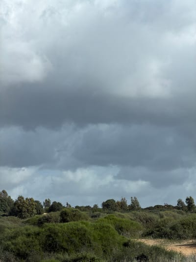 The scene captures an outdoor landscape in Mikhmoret, Israel, under a predominantly overcast sky. The upper two-thirds of the frame are filled with dense, dark grey cloud formations, with lighter grey areas indicating varying cloud density. The lower third features an expansive area of green vegetation. The foreground and midground consist of dense, dark green shrubs and low-lying bushes. A patch of reddish-brown earth is visible on the ground in the lower right corner, partially obscured by the foliage. A distinct line of taller trees with green canopies forms the horizon in the background, appearing above the shrubbery. No individuals, animals, or man-made objects are present. The environmental conditions indicate heavy cloud cover.