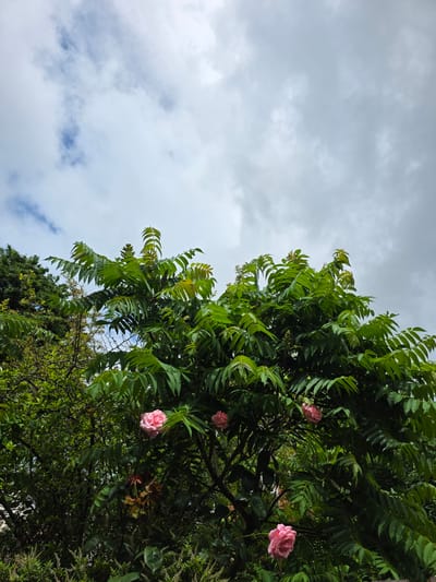 The image captures an outdoor scene dominated by dense green foliage against an overcast sky. The upper left portion of the frame features a bright, cloudy sky with large, soft grey and white clouds, through which small patches of faint blue sky are visible.
The majority of the image, particularly the right and bottom sections, is filled with a vibrant array of green leaves from various trees and shrubs. The most prominent foliage consists of numerous compound leaves with many leaflets, suggesting a large tree or shrub. Nestled within this verdant canopy, several delicate pink roses are visible. Three distinct roses can be seen: one in the upper right, one centrally located slightly lower and to the right, and another towards the bottom right of the frame. These roses are fully bloomed, adding a soft, natural splash of color to the rich green backdrop.
No people are present in the image, and there is no specific activity or event taking place. The scene conveys a sense of natural tranquility. It is clearly daytime, and the weather appears to be overcast or partly cloudy. There is no visible text in the image. The lush greenery and roses are consistent with flora found in a temperate climate like Cwmbrân, United Kingdom.