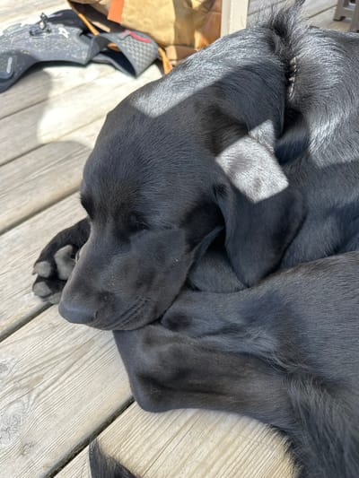 A black Labrador Retriever is depicted sleeping on an outdoor wooden deck in Montriond, France. The dog is curled tightly, with its head resting on its forelegs, eyes closed, and ears relaxed. Its short, black fur shows distinct highlights from direct sunlight, indicating a sunny environment. The wooden deck consists of light-colored planks, some with visible grain, running horizontally and diagonally. In the upper left background, a dark piece of athletic footwear with red accents and a securing mechanism is partially visible, alongside a tan or light brown canvas bag. Strong sunlight casts sharp shadows across the scene. A light-colored vertical post, possibly part of outdoor furniture, is visible at the right edge of the frame. No other living subjects or interactions are present.