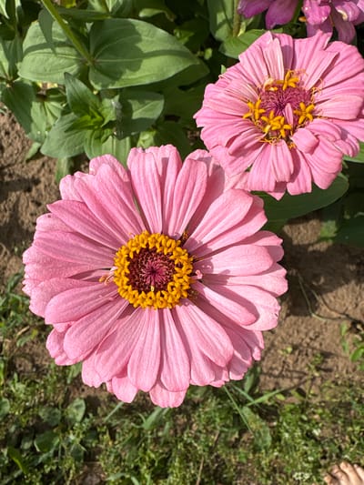 This image depicts a close-up view of two pink zinnia flowers in a garden. The foreground is dominated by a large pink zinnia flower with bright yellow stamens in the center. Behind it, another pink zinnia flower is partially visible, along with green foliage and brown soil. The scene appears to be outdoors, bathed in sunlight, casting shadows. No specific landmarks or indications of the city of Большелуг, Russia are present in the image. The focus is solely on the flowers and their immediate surroundings.