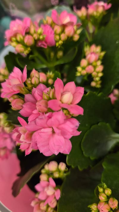 The image shows a close-up of a potted plant with vibrant pink flowers and dark green leaves. The flowers are clustered together, with some fully bloomed and others in bud. The leaves are thick and slightly serrated. The plant is likely a Kalanchoe, known for its long-lasting blooms. The background is blurred, suggesting a shallow depth of field, and appears to be indoors or in a protected outdoor space. There are no people or animals visible in the image. The overall impression is one of natural beauty and vibrant color. The image does not provide any information about its location in Līvāni, Latvia.