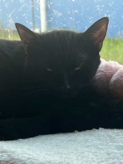 This is a close-up, vertical shot of a black cat resting. The cat's face is partially obscured by shadow, but its alert green eyes are visible. One of its ears, pointed upwards, is clearly in focus, with fine hairs visible on its surface. The cat is nestled against a soft, fluffy pink object, possibly a toy, and a white fuzzy blanket. The background is out of focus, showing streaks of blue, suggesting it is near a window. The blue is likely the sky, with hints of green possibly indicating trees or grass. The overall impression is of a peaceful moment, with the cat in a comfortable and relaxed state, perhaps enjoying the sunlight or a nap by the window. There is no visible text in the image.