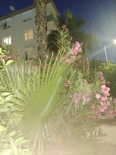 The image depicts a nighttime scene in a residential area, likely in Karşıyaka, Turkey, given the context. The foreground is dominated by lush green foliage, including a large palm frond in the center and clusters of delicate pink flowers. In the background, a light-colored building with several windows is visible, some of which are illuminated, suggesting it is occupied. A large palm tree with a rough, textured trunk stands tall next to the building. The sky is a deep blue, indicating it is nighttime. A bright light source, possibly a streetlamp or a porch light, casts a strong glare in the upper right portion of the image, creating lens flare. The overall mood is serene and natural, with the focus on the interplay of light and shadow on the plants and the building. There is no visible text in the image. The scene appears to be a quiet, ordinary evening in a residential neighborhood.