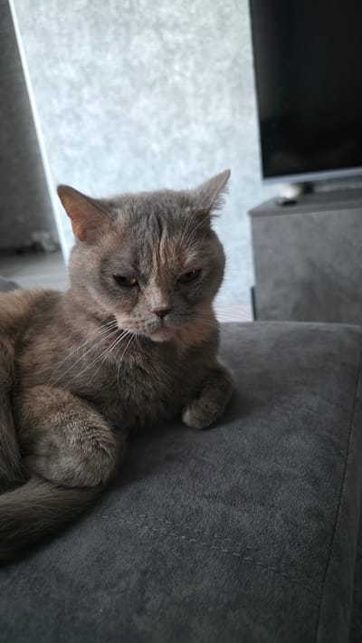 A grey cat with reddish-brown undertones is lying on a dark grey upholstered surface, possibly a sofa. The cat is facing slightly left, with its head tilted down and its eyes partially closed, giving it a grumpy or sleepy expression. Its fur is short and appears soft. The background is blurred, showing a textured grey wall and a dark object, possibly a television on a stand, in the upper right corner. The lighting is dim. The image is a close-up shot focusing on the cat and the surface it is resting on. There is no discernible location in Bulgakovo, Russia, or any specific context provided.