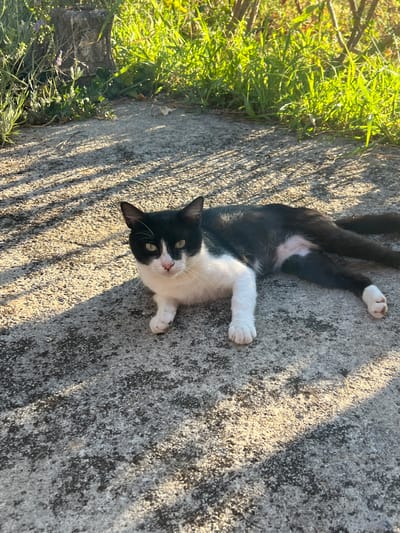 A black and white cat is lying on a textured concrete surface. The cat is positioned horizontally, with its head turned towards the camera. It has green eyes and white paws. Sunlight casts striped shadows across the concrete. In the background, there is lush green grass and vegetation, with a hint of a stone structure. The scene appears to be outdoors in a sunny environment. The location is identified as Đenovići, Montenegro.