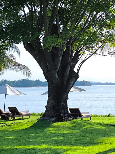 The image depicts a serene waterfront scene in Sigar Penjalin, Indonesia. A large, mature tree dominates the foreground, casting a shadow on a manicured lawn. Two lounge chairs with rolled towels are positioned on the grass, facing the water. Two white parasols provide shade. In the background, the calm water extends to a distant shoreline of dense vegetation and a hazy sky.
