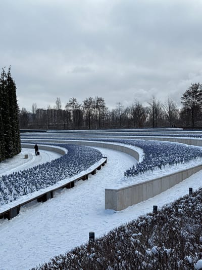 The image displays a snow-covered landscaped park or garden area in Plodorodny, Russia, under an overcast, light grey sky. Multiple curved pedestrian pathways, dusted with snow and showing faint footprints, traverse the scene. These paths are bordered by terraced planters featuring light-colored retaining walls. Within these planters, numerous small, uniform, purple-blue plant-like structures, partially covered by snow, are arranged in rows. Dark-colored benches are integrated into the retaining walls alongside some pathways.
On the far left, a dense cluster of tall, dark green coniferous trees stands, partially covered in snow. In the mid-ground, a lone individual dressed in dark clothing walks away from the viewer on a pathway, pulling a dark wheeled suitcase. In the immediate foreground on the right, low-lying, dark, snow-covered shrubs are visible, interspersed with small, dark cylindrical ground lights.
The background features a line of bare deciduous trees, also lightly covered in snow, behind which a cluster of multi-story urban buildings is visible. A faint plume of white smoke or steam rises above the distant trees towards the right side of the frame.