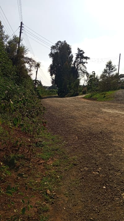 The scene depicts an unpaved, reddish-brown dirt and gravel road in Ndeiya, Kenya, under a hazy, light-colored sky. The road surface shows variations in texture and some lighter tracks, suggesting vehicular passage. To the left, a dense, green embankment of foliage and bushes slopes upward alongside the road. Patches of green grass and weeds are visible along the road's edges. In the midground and background, several tall trees with dark green canopies are prominent; one large, dense tree is centrally positioned. Multiple wooden utility poles stand along the road, supporting a network of overhead wires that traverse the upper portion of the frame. The road appears to curve slightly to the left in the distance, with another, narrower dirt path diverging to the right foreground. No people, animals, or artificial structures other than utility infrastructure are visible.