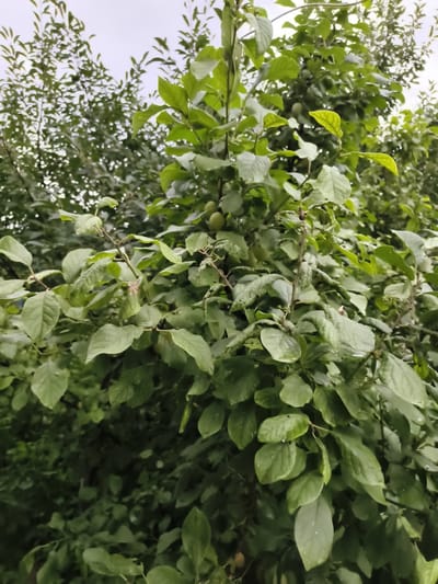 An outdoor, medium shot shows a close-up of a plum tree branch with green leaves and a few small, unripe green plums. The leaves are wet, suggesting recent rain, and some show signs of wilting or damage. The background is filled with more foliage from the same tree and other trees, creating a dense green canopy against an overcast sky. The location is identified as Гвардейский, Kazakhstan. There are no people or animals visible in the image. The overall impression is one of a natural, somewhat overgrown garden or orchard.