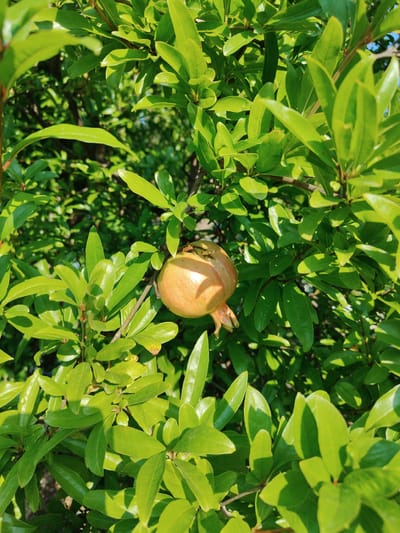 A single, small, unripe pomegranate fruit, pale orange-yellow in color, hangs from a branch of a leafy green tree. The fruit is positioned in the center-right of the frame. The leaves are dense and vibrant green, casting shadows that create a dappled effect. The background is a blur of more green foliage. The image appears to be taken outdoors, possibly in a garden or park in Litochoro, Greece, given the bright sunlight and natural setting. No people are visible.