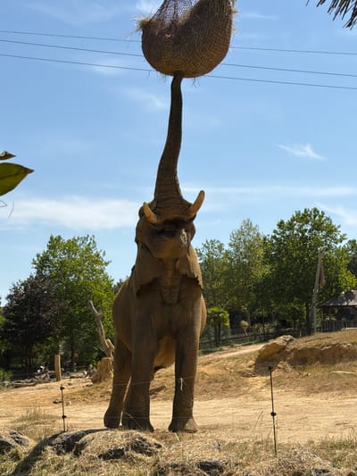 The image shows an African elephant in an enclosure at the Beauval ZooParc in Saint-Aignan, France. The elephant is standing on its hind legs with its trunk extended upwards, reaching for a net filled with hay that is suspended above it. The elephant's tusks are visible. The enclosure appears to be a sandy, outdoor habitat with some trees and a thatched-roof structure in the background. The sky is blue with some wispy clouds. The overall scene depicts an elephant engaging in feeding behavior at the zoo.
