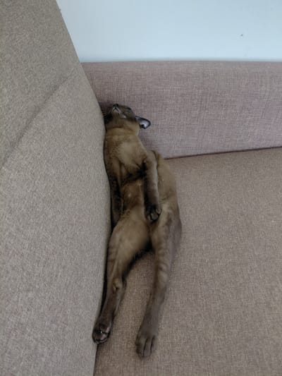A brown cat is sleeping on a brown couch, draped over the armrest. The cat's body is stretched out, with its head tilted back against the armrest. Its eyes are closed, and its mouth is slightly open. The cat's paws are relaxed, and its tail is tucked around its body. The couch is a neutral brown color and appears to be made of fabric. The background is a white wall, with the top edge of the couch visible. The scene is well-lit, with natural light coming from the right side of the image. The photograph is taken from a slightly elevated angle, looking down at the cat. There are no people visible in the image. The location is an interior domestic setting.