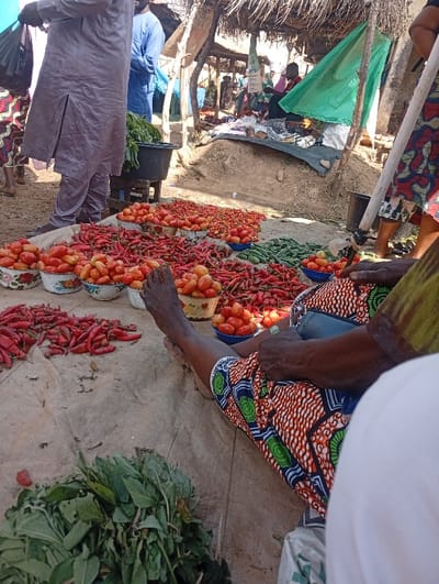 This image depicts an outdoor market scene in Wamba, Nigeria. In the immediate foreground, a person is seated on the ground, with their bare right foot visible near several white enamel bowls filled with red tomatoes. Their leg is clad in patterned fabric featuring red, orange, green, and blue geometric designs. Directly in front of this person, a large quantity of fresh produce is laid out on a light-colored, possibly fabric or sackcloth, ground cover. This includes extensive piles of red chili peppers, multiple bowls of red tomatoes, and elongated green vegetables, likely okra or another type of pepper. A separate pile of dark green leafy vegetables rests to the lower left.
In the midground, several individuals are standing or moving amidst market stalls. One man in a light-colored, possibly grey or beige, traditional robe stands with his back partially to the camera, holding a dark bag. Another man in a light blue garment is visible behind him. Further back, simple market structures with thatched roofs and wooden supports are visible. A bright green tarp is strung up, serving as a partial shelter. Additional people are discernible in the background, interacting within the market environment. The ground appears to be dirt or sand.