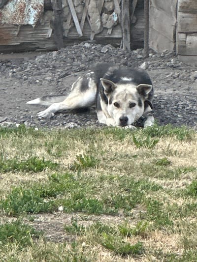 A medium-sized dog with predominantly black and white fur lies on a gravelly surface in front of a grassy area. The dog is facing the camera, resting its head on its paws. The background consists of a wooden fence structure. The scene appears to be outdoors, possibly in a rural or semi-urban setting in Novoyeniseyka, Russia.