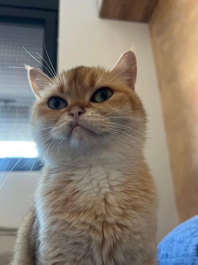 A ginger and white cat with green eyes is captured in a close-up, low-angle shot. The cat's face is the primary focus, with its mouth slightly open, revealing a hint of its tongue. Its whiskers are prominent, fanning out from its muzzle. The background is blurred, with hints of a window on the left and a vertical textured surface on the right. The lighting suggests an indoor setting, possibly a home in Bjeliši, Montenegro.