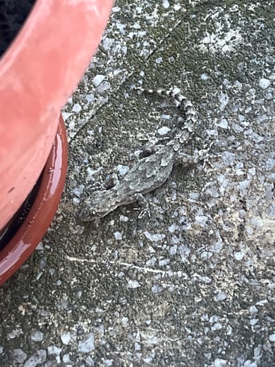 A small, greyish-brown gecko with a patterned tail lies on a rough, greyish-green concrete surface. The gecko is positioned horizontally in the center of the frame, with its head pointing towards the left. To the left of the gecko, a portion of a bright orange-red potted plant is visible. The concrete surface is textured with small, irregular white and dark grey stones embedded within it. The scene appears to be outdoors on a paved area. The image quality is slightly grainy.