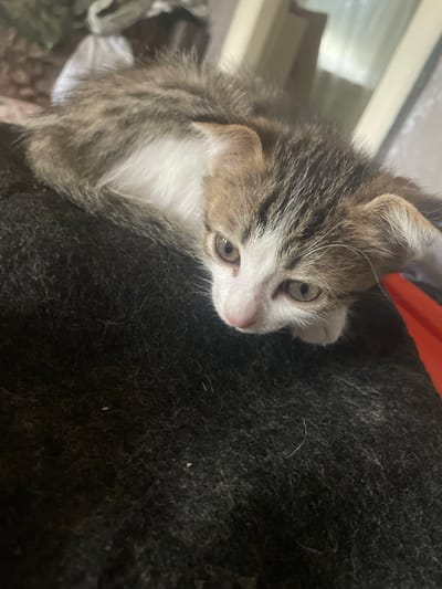 A close-up, slightly tilted shot shows a young kitten with a tabby and white coat resting on a dark, textured surface, likely a blanket. The kitten is looking towards the right side of the frame with wide, curious eyes. Its fur is a mix of brown, gray, and white, with distinctive tabby markings on its head and back. The kitten's nose is pink, and it has delicate white whiskers. The background is softly blurred, with hints of a window and an orange object, possibly fabric, visible to the upper left and right respectively. The overall lighting suggests it could be daytime, possibly indoors near a window. The scene evokes a sense of tenderness and innocent curiosity, focusing on the kitten's features and its cozy surroundings. There is no visible text in the image. The setting appears to be a domestic environment.