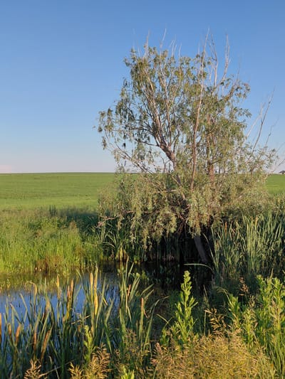 This media file captures a natural outdoor scene in Vozdvizhenka, Russia. The image is oriented vertically and depicts a body of water, likely a ditch or small stream, bordered by lush green reeds and tall grasses. A lone tree with thin branches and sparse green leaves extends into the frame from the left. Beyond the vegetated area, a vast, flat field of vibrant green grass stretches towards the horizon, meeting a clear, pale blue sky. The lighting suggests it is late afternoon or early evening, with the sun casting a warm glow on the vegetation. The overall impression is one of tranquility and natural beauty, with no people or man-made objects other than the implied presence of the agricultural field. The scene appears to be situated in a rural or semi-rural setting, typical of the Russian countryside.