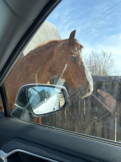 The image, taken from inside a vehicle, shows the head and neck of a brown horse with a white blaze on its face pressed against the car window. The horse is positioned on the driver's side, partially obscuring the side mirror. The background visible through the window and beyond the horse includes a building with light-colored corrugated metal siding and a bare tree. The interior of the car is visible in the foreground, including the window frame, door panel, and side mirror. The location in the city of Zheleznodorozhny, Russia, is not discernible from the image content.