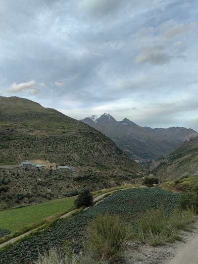 This image captures a valley landscape in Gushal, India, under a cloudy sky. In the foreground, a dirt road runs alongside agricultural fields. The fields are planted with rows of what appear to be dark green leafy vegetables, possibly cabbage or broccoli, with a portion of a lighter green crop further up the hillside. A winding paved road cuts through the scene, leading towards a cluster of buildings nestled on the lower slopes of a verdant hill. These buildings, some brightly colored, suggest a small settlement. The midground is dominated by the imposing, tree-dotted slopes of the valley's mountains, revealing terraced sections and sparse vegetation. In the distance, a range of majestic, snow-capped peaks pierce the horizon, creating a dramatic backdrop. The overall impression is one of a rural, mountainous region, likely an agricultural community in a high-altitude area. There are no people visible in the image.