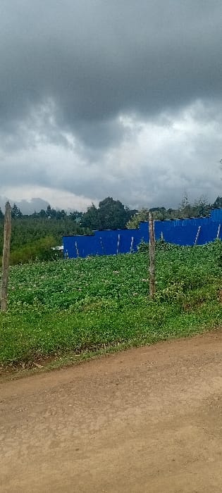 The image displays a landscape in Kinale ward, Kenya, under a heavily overcast sky. A brown dirt path occupies the lower third of the frame, bordered on its left by a narrow strip of green grass. Two vertical wooden posts stand in the midground, one positioned on the left side and another slightly right of the center. Behind these posts and the path, a large field of densely cultivated green leafy crops extends horizontally. Beyond the crop field, a long structure with bright blue corrugated metal sheeting is visible. The background features rolling terrain densely covered with green trees and vegetation, extending towards a horizon under a dark grey, cloud-filled sky that occupies the upper half of the composition. No individuals, animals, or specific activities are depicted.