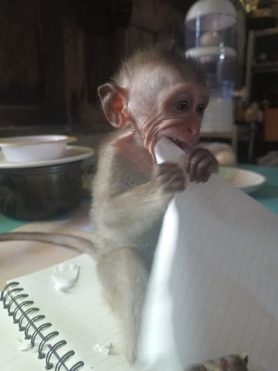 A monkey is sitting on a notebook, tearing and chewing on a piece of paper. The notebook has a black spiral binding. In the background are various items on a table, including bowls and a water dispenser. The location is identified as Baan Thong Nang, Thailand.