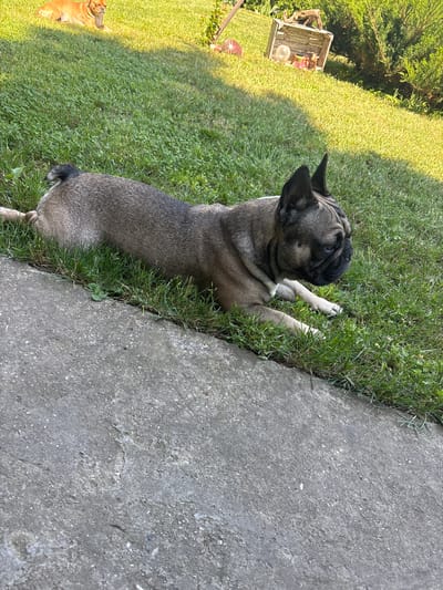 A French bulldog lies stretched out on a patch of grass next to a concrete walkway. The dog's body is mostly a fawn color with darker markings around its face and ears. Its head is turned to the right, and its eyes are closed or looking down. In the background, a second dog, lighter in color, is lying on a grassy incline. Further back, a wooden structure with various items inside is visible. The scene appears to be a backyard in Marten, Bulgaria, bathed in sunlight.