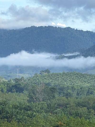 A scenic vista captures the lush green landscape of Ban Tak Daet, Thailand, under a partly cloudy sky. In the foreground, a dense canopy of various trees, including palm trees, stretches across the frame. The mid-ground reveals rolling hills covered with more verdant foliage, interspersed with what appears to be an oil palm plantation, characterized by its uniform rows of trees. A striking element in the mid-ground is a thick band of white mist or low-lying clouds that partially obscures the landscape, creating a layered effect. A singular tall, slender structure, resembling a power line pylon, is visible through the mist. In the background, imposing mountains rise, their slopes covered in dark green forests. The sky above is a mix of pale blue and grey clouds, with some areas of brighter white suggesting sunlight breaking through. The overall impression is one of a tranquil, tropical environment.