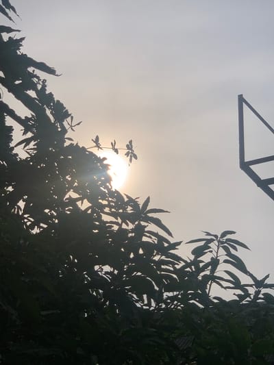 A sunlit sky looms over dense, dark green foliage and a silhouetted metallic structure in Ukukwa, Nigeria. The sun, a bright disc partially obscured by branches, casts a warm glow. The metallic structure, possibly part of a rooftop or a sports hoop, stands starkly against the hazy sky. The leaves of the plants are silhouetted against the sun. The overall scene captures a moment of natural beauty and man-made structures.