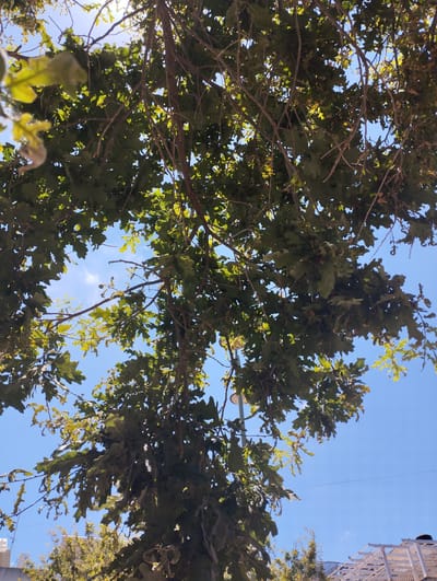 This is a downward-facing, wide-angle shot of a large tree canopy against a clear blue sky. The tree has dense green leaves and numerous branches, some of which are bare. Sunlight filters through the leaves, creating dappled light and shadows. In the background, glimpses of buildings and other trees can be seen, suggesting an outdoor, possibly urban or suburban, setting. The time of day appears to be daytime, given the bright sunlight. There is no visible text in the image.