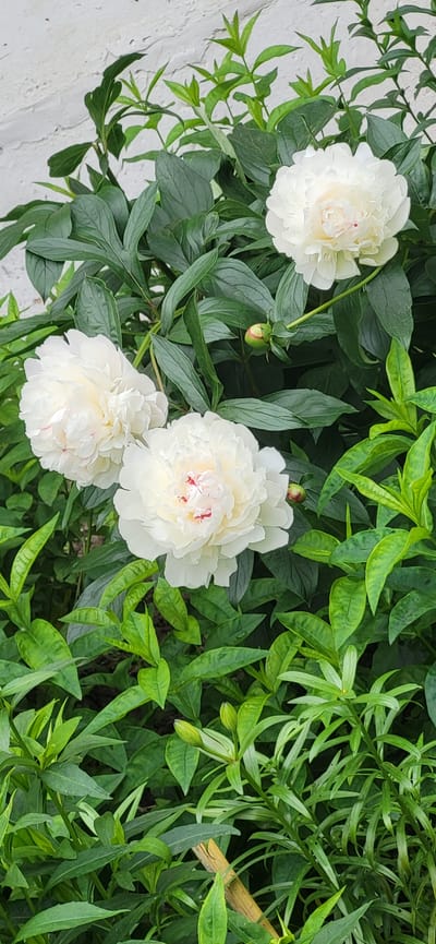 A vertical, medium shot captures a cluster of white peonies with hints of pink at their centers, nestled amongst lush green foliage. The flowers, full and ruffled, are in various stages of bloom, with one fully open blossom at the top right, two in the lower left, and another partially open bloom slightly above and to the right of them. Several green buds, some with a blush of red, are interspersed throughout the greenery. The background is a lightly textured, pale gray wall, possibly of concrete or stucco, with a slight crack visible near the top left. The scene is set outdoors, likely in a garden or park in Slavyanka, Russia, characterized by its verdant plant life and urban backdrop. No people are present.