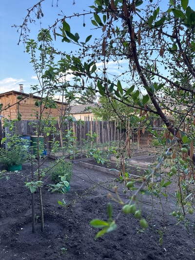 In Chernogorsk, Russia, an outdoor scene captures a small garden plot with several raised garden beds filled with dark soil. A young tree stands centrally in the foreground, supported by stakes. To the left, two large barrels, one blue and one green, are visible next to a wooden structure with a chimney. A weathered wooden fence runs across the mid-ground, separating the garden from the background where more residential structures and a different fence line are apparent. The foreground is dominated by the dark, tilled soil of the garden beds, with sparse green vegetation starting to grow. A tree branch with small green fruits and dried seed pods hangs into the frame from the right side, partially obscuring the view of the garden. The sky above is a clear blue with a few wispy clouds, suggesting daytime.