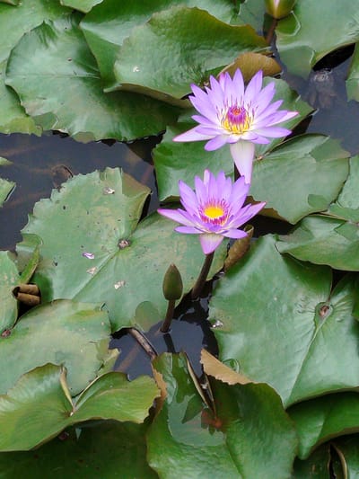 Two vibrant purple water lilies are showcased in full bloom, floating serenely on a dark body of water. The lilies, with their delicate petals and yellow centers, are surrounded by large, green lily pads, some of which show signs of wear and tear with small holes and frayed edges. One water lily is slightly out of focus in the upper right quadrant of the image, while the other, larger bloom, is positioned in the center, showcasing its intricate details. A single, unopened water lily bud stands tall to the right of the lower lily, hinting at future blooms. The scene is a close-up shot, focusing on the natural beauty of the water lilies and their aquatic environment. The image does not contain any discernible landmarks or context to pinpoint its location within Lam Vien - Da Lat, Vietnam.