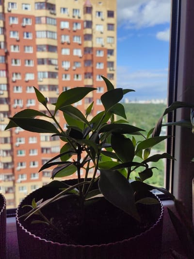 A potted plant with dark green leaves is positioned in the foreground on a windowsill, with a blurred cityscape and a large, multi-story apartment building in the background. The apartment building is predominantly orange and yellow, with numerous windows visible. The sky is blue with scattered white clouds. The plant appears to be healthy and is the primary subject of the image. The scene is likely captured from an apartment in Putilkovo, Russia, given the architectural style of the building and the vegetation visible in the distance, characteristic of suburban Moscow regions.
