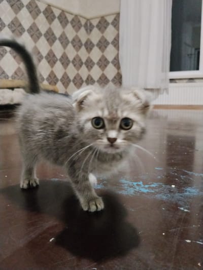 A young, gray tabby Scottish Fold kitten stands on a dark, glossy wooden floor. The kitten's large, round eyes are fixed on the viewer, and its ears are folded downwards. The kitten's body is mostly facing left, with its tail curved upwards behind it. The background features a tiled wall with a diamond pattern in shades of beige and brown, and a white sheer curtain hangs in front of a window on the right. The floor has a few smudges of blue paint or debris scattered across its surface. The image appears to be taken indoors, likely in a residential setting. There are no people visible in the image. The exact location in Vperyod, Russia, cannot be determined from the visual information provided.