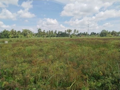 This wide-angle landscape image depicts a serene rural scene, likely in a tropical or subtropical region, consistent with Meunasahleubok, Indonesia. The foreground and midground are dominated by an expansive, overgrown field of green and brownish marshy plants, including prominent sedges with their distinctive star-like seed heads, and possibly some broad-leaved water plants like water hyacinths in the lower left.

In the background, a dense line of lush green trees, predominantly tall coconut palms, stretches across the horizon, forming a natural barrier. Beyond the treeline, hints of residential structures or small buildings are visible, suggesting a distant village or settlement. On the right side of the background, a tall, light blue or grey electricity transmission tower (pylon) stands prominently, with power lines extending horizontally across the sky. In the far left of the field, a low, light-colored concrete ring structure is partially visible. Close inspection reveals small, dark forms near the tree line on the left, possibly indicating grazing livestock.

The scene is illuminated by bright daylight, suggesting late morning or early afternoon. The sky overhead is a vibrant blue, dotted with numerous fluffy white cumulus clouds, indicating fair and sunny weather. There is no visible text in the image, and the overall mood conveyed is one of rural tranquility and natural beauty, juxtaposed with elements of modern infrastructure.