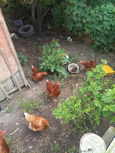 In an outdoor, unkempt environment that appears to be a backyard in Litynia, Ukraine, several brown chickens are visible on the ground amidst dirt, fallen leaves, and sparse vegetation. To the left, a portion of a wooden structure, possibly a fence or part of a shed, is present. Further to the left and background, a discarded tire and a blue bucket are visible. In the center of the image, a white pot containing dark soil sits on the ground. To the right of the pot, a yellow plastic container is present. Lush green foliage forms a dense background on the right side of the image, and a chain-link fence is visible behind it. The chickens appear to be foraging or resting. There are no people visible in the image.