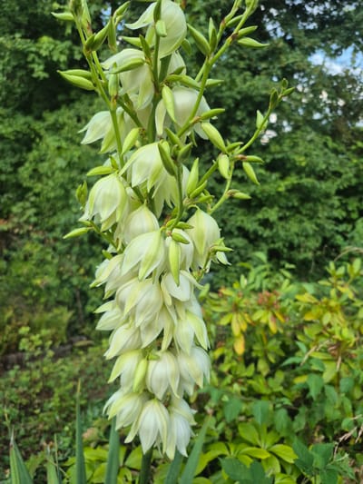 This is a close-up, vertically oriented photograph of a Yucca plant's flowering stalk in Trier, Germany. The main subjects are the numerous white and pale green yucca flowers, which are bell-shaped and clustered tightly along a central stem. Many of the flowers are still in bud form, appearing as elongated green capsules. The background is a blur of lush green foliage, suggesting an outdoor garden setting with dense vegetation. The lighting appears to be natural daylight, likely late morning or early afternoon, casting a soft illumination on the flowers. There is no visible text in the image. The overall impression is one of natural beauty and the vibrant bloom of summer flora.