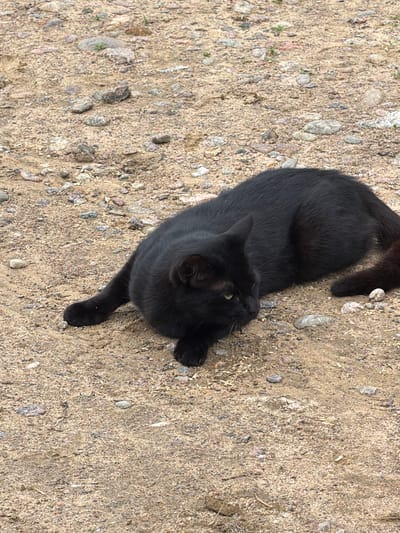 A black cat lies on a sandy and rocky surface in the city of Аист Снт, Russia. The cat is in a relaxed pose, with its body stretched out and its head turned to the side. Its fur is dark and appears sleek. The ground is a mix of light brown sand and small, variously colored pebbles and stones, with a few scattered dried leaves or twigs. The lighting suggests it is daytime, and the overall scene is outdoor.