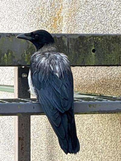 A crow is perched on a metal railing. The bird is primarily black with white and grey markings on its neck and chest. Its head is turned to the right, and its beak is pointed upwards. The crow is resting on a horizontal metal bar, and a vertical metal post is visible behind it. The background consists of a speckled, light-colored surface, possibly concrete or gravel. The overall lighting suggests it is daytime, and the weather appears overcast, judging by the diffused light. The scene is outdoors, and the crow appears calm, possibly taking a rest. There is no visible text in the image.