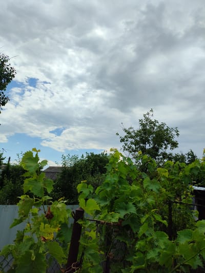 The image depicts a close-up view of lush green grapevines in the foreground, with their broad leaves and tendrils stretching across the frame. The vines are supported by rusty metal posts and a wire fence, visible behind the foliage. In the mid-ground, a variety of trees and shrubs create a dense green backdrop. A grey, corrugated metal roof of a building peeks out from behind the vegetation. In the distance, a tall, leafy tree stands prominently against a cloudy sky. The sky itself is a mix of overcast grey clouds and patches of bright blue sky with scattered white clouds. The scene appears to be a garden or backyard setting, likely in a rural or suburban area, possibly within the city of Znamenskiy, Russia, given the presence of typical garden elements and foliage. There are no people visible in the image.