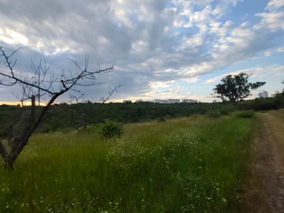 The image depicts a rural landscape with a prominent foreground of tall green grass dotted with small white flowers. A bare, gnarled tree stands on the left side of the frame, its branches stark against the cloudy sky. A dirt path curves along the right side of the grassy field. In the middle ground, a dense line of trees forms a dark green barrier. In the background, a series of light-colored residential buildings, possibly apartment blocks, are visible on the horizon, suggesting the proximity of an urban area. The sky is filled with a mix of white and gray clouds, with patches of blue sky visible. The overall impression is one of a natural setting at the edge of a city, likely Codru, Moldova, given the context. There are no people or animals present in the image, and no discernible actions are taking place. The environment is characterized by vegetation, a dirt path, and distant buildings under a dynamic sky.