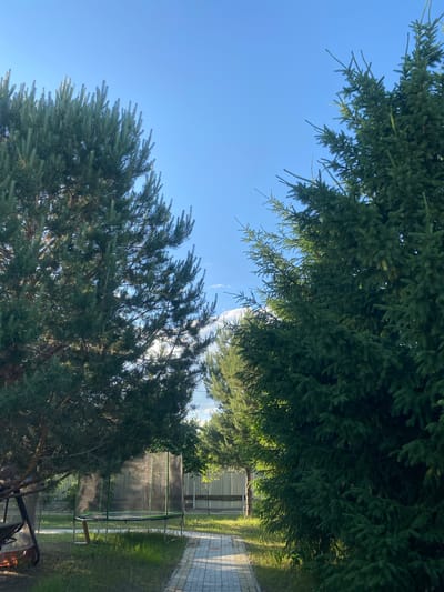 The image depicts a sunny outdoor scene, likely in a yard or park, with two large evergreen trees framing a paved walkway. The tree on the left appears to be a pine, characterized by its needle-like foliage, while the tree on the right is a spruce, with denser, more scale-like needles. The walkway is constructed of light-colored pavers and leads towards a fence in the background. To the left of the walkway, a trampoline with a safety net is visible, along with some lawn furniture and grass. The sky is a clear blue, with a few wispy clouds. The overall impression is one of a peaceful, natural setting bathed in the warm light of the sun. The image does not contain any specific identifiable landmarks that would definitively place it in Volzhsk, Russia, nor does it depict any people or actions.