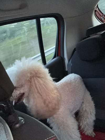 A fluffy white poodle is standing on a red car seat, looking out the window. The dog's head is turned to the left, and its tongue is hanging out. The poodle has a curled tail and appears to be in good health. The car appears to be in motion, as the landscape outside the window is blurred. The scene is captured from a low angle, giving the impression that the viewer is also in the car. The image does not contain any information about the city of Rajana, Bulgaria.