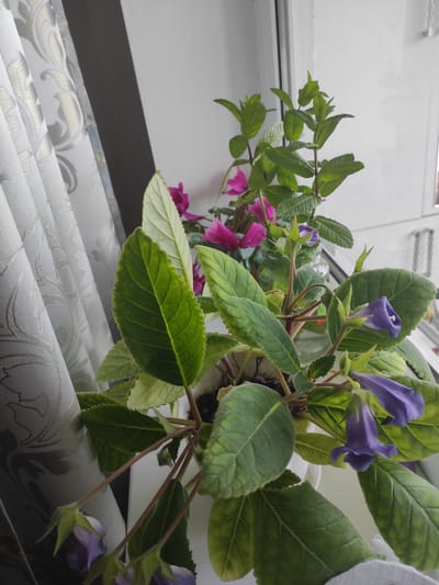 A close-up indoor shot shows two potted plants on a windowsill. On the left, a plant with large, textured green leaves and drooping, bell-shaped purple flowers is in focus. To the right and slightly behind it, a plant with smaller, pointed green leaves, possibly mint, is visible, along with some blurry pink flowers in the background. The plants are in white pots. A light-colored curtain with a damask pattern is draped on the left side of the frame. The background consists of a white windowsill and a windowpane. There are no people or animals present in the image. The scene is consistent with an indoor domestic setting, likely a home or apartment in Sary-Kamysh, Kyrgyzstan, where decorative plants are commonly kept indoors near windows for sunlight.