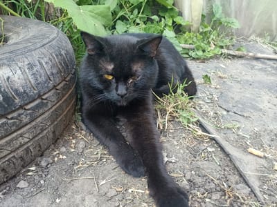 A black cat with yellow eyes lies on the ground in an outdoor setting. The cat is the main subject, positioned in the center of the frame, with its body stretched out and front paws extended. It appears to be resting or lounging. To the left of the cat is a worn, black tire, which is partially visible. The ground is covered in dirt, small stones, and scattered dry grass and leaves. Behind the cat, there is lush green foliage, suggesting a natural or overgrown environment. The background also shows a muted, light-colored vertical surface, possibly a fence or wall. The overall scene is one of a relaxed, natural setting. The lighting suggests it is daytime, and the weather appears to be clear. There is no visible text in the image.