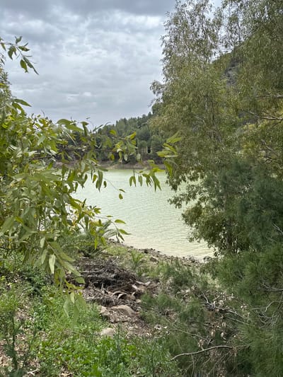The image presents a serene natural landscape featuring a body of water, likely a lake or reservoir, with a distinctive light greenish-blue or turquoise hue. The water occupies the mid-ground, extending towards a distant forested bank, and reflects the soft light of an overcast sky.

The scene is framed by abundant green vegetation. In the foreground, branches and foliage from various trees and shrubs dominate the lower and upper portions of the frame. On the left, dense evergreen trees, possibly pines, line the bank, their dark green needles contrasting with the lighter water. On the right, a mix of broadleaf trees and bushes, with their leaves displaying shades of green and some lighter tones, create a lush border. The immediate shoreline where the vegetation meets the water appears somewhat rugged, with exposed earth and rocks visible in places.

The sky above is entirely overcast, filled with soft grey clouds, indicating a cloudy or muted day. There are no people, man-made objects, or specific activities depicted, emphasizing the natural tranquility of the scene. The overall impression is one of untouched natural beauty, characteristic of a scenic natural park or wilderness area. Given the location context of Ardales, Spain, the unique color of the water is likely due to the region's mineral-rich geological composition, often found in reservoirs and lakes fed by limestone deposits.