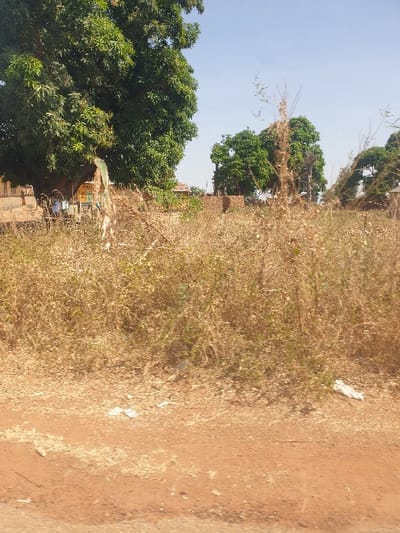 The image depicts an outdoor scene in Kujama, Nigeria, under clear daylight conditions. The foreground consists of reddish-brown dirt ground, consistent with an unpaved surface, with scattered white debris items, including paper and plastic fragments. Immediately behind this ground lies a dense expanse of dry, yellowish-brown weeds and tall grasses occupying the midground. In the left background, a large, dense green-leafed tree, likely a mango tree, is prominent. Beneath this tree, a partial yellow and blue structure, possibly a kiosk or stall, is visible, with two indistinct human figures near it; one figure appears to wear blue, the other white. A low brown wall or structure is also present near the tree. Further into the background, additional green trees and multiple reddish-brown, low-rise structures, possibly mud-brick buildings or walls, are observed. The sky above is clear and light blue. The overall environment suggests arid or semi-arid conditions, characterized by dry vegetation and exposed reddish soil.