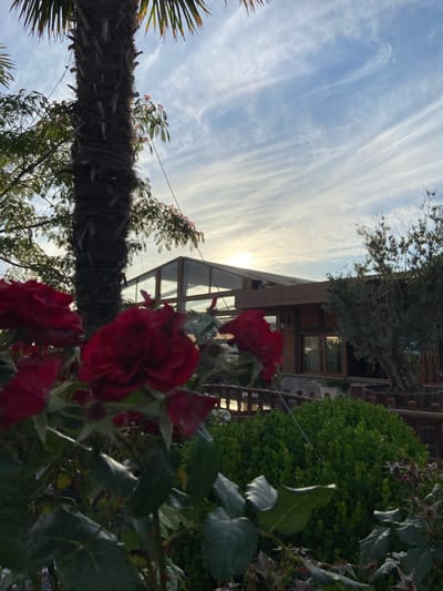 The image depicts a close-up view of dark red roses in the foreground, with lush green foliage below. In the background, a modern wooden building with large glass windows and a glass roof is visible, suggesting it might be a restaurant or a similar establishment. A tall palm tree stands to the left of the building, and an olive tree is positioned to the right. The sky above is a pale blue with wispy white clouds, and the sun is setting or rising, casting a warm glow. The scene appears to be set in an outdoor area, possibly a garden or a courtyard, with a wooden fence running across the mid-ground. The overall atmosphere is serene and natural, with a touch of architectural modernity. The location is Kovačko Polje, Montenegro.